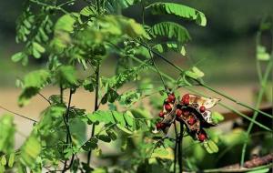 相思藤的作用与功效