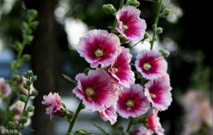 十神取象在八字中的运用详解