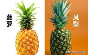 凤梨和菠萝一样吗（有什么区别）