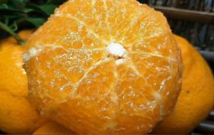 耙耙柑会上火还是降火