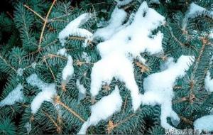 六木的意思与特性（纳音五行）