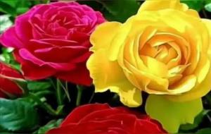 脾气决定命运,脾气与命运的关系