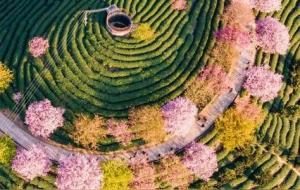 天干五合的化神意象