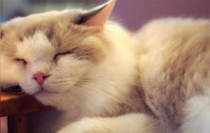 做梦是深度睡眠还是浅睡眠