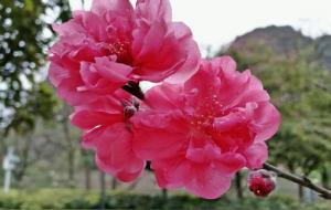 化解桃花劫的三种方法