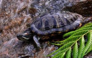 安宅的五大灵性宠物