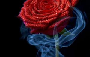 21朵玫瑰花代表什么意思呀