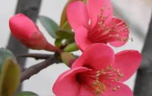 桃花运是命中注定吗