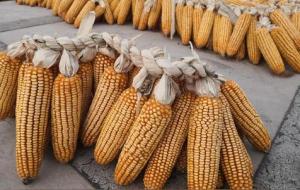 十天后玉米价格预测(玉米价格行情新)