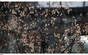 闰四月给妈妈买什么