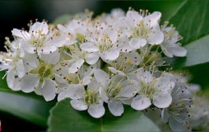 石楠花为什么叫污花