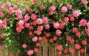 属鸡的女人性格和脾气是什么样的