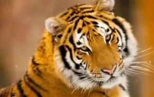 社交很厉害的三生肖女