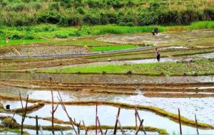 芒种是个吉利日子吗