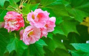 成都市花:芙蓉花