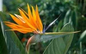 天堂鸟怎么养才能更旺盛