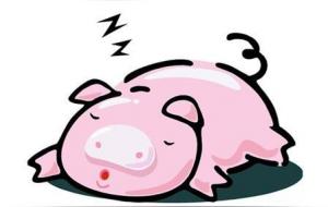 过往之猪什么意思