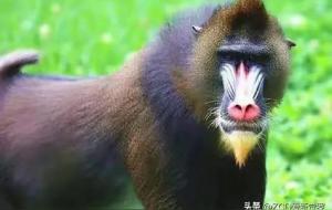 大马猴子(东北方言)