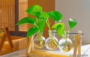 绿萝太旺盛是阴气重吗