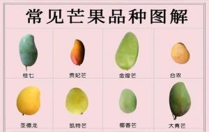 欧芒果是什么意思