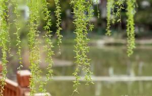 春分前上坟还是春分后上坟