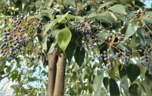 女贞树长什么样,有什么作用