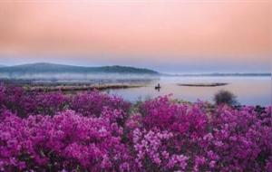 我们是五月的花海