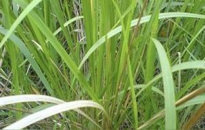 茅草长什么样子图片