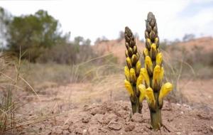天龙地精,男人福星!