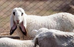 全球一只羊能卖多少钱(售价对比)