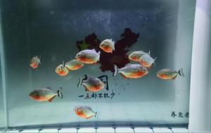 鱼缸摆放有讲究