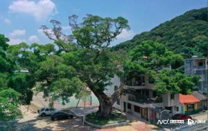 不建议在家中种植阴性重的树木