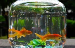 鱼缸的禁忌风水