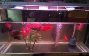 鱼缸怎么摆放才会招财