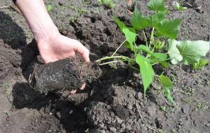 红薯的种植方法与技巧