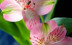 鲜花屋中放，花旺人不旺？