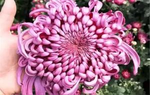 摩羯座不吃欲擒故纵这一套