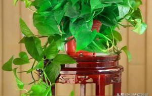 提升财运的小偏方