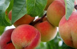 供不同水果代表不同寓意