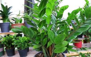 古人传下来的催财小偏方